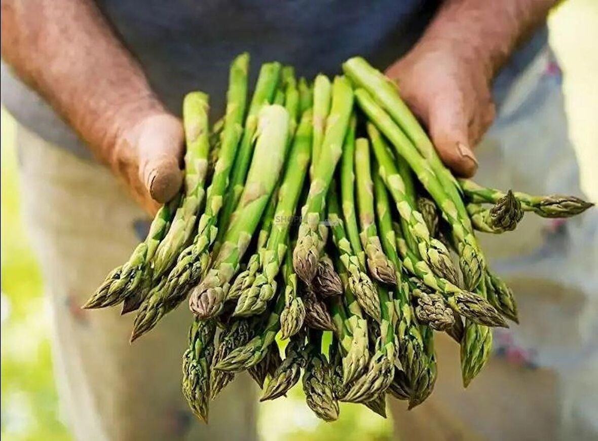 KU�KONMAZ ASPARAGUS TOHUMU
