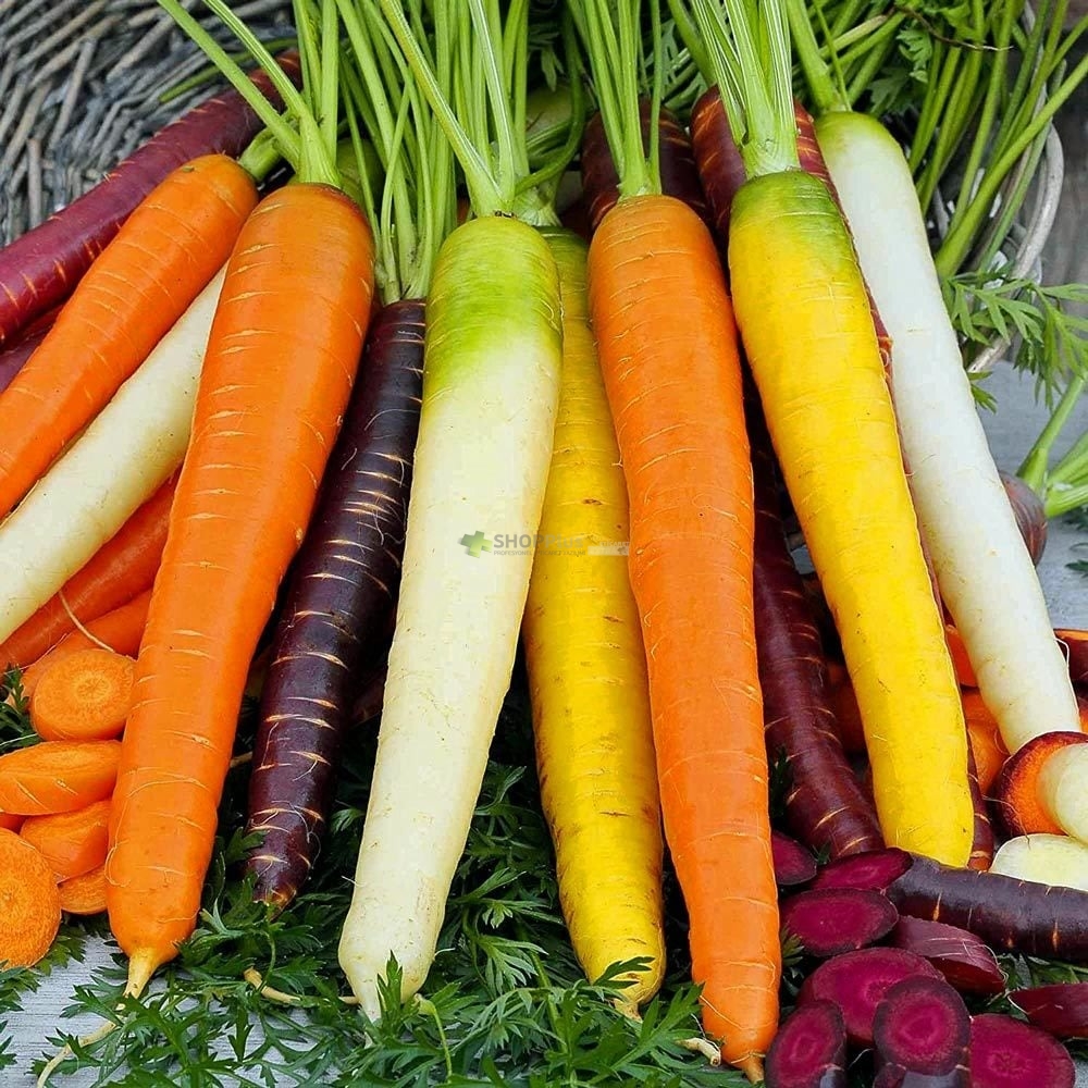 G�KKU�A�I HAVU� TOHUMU