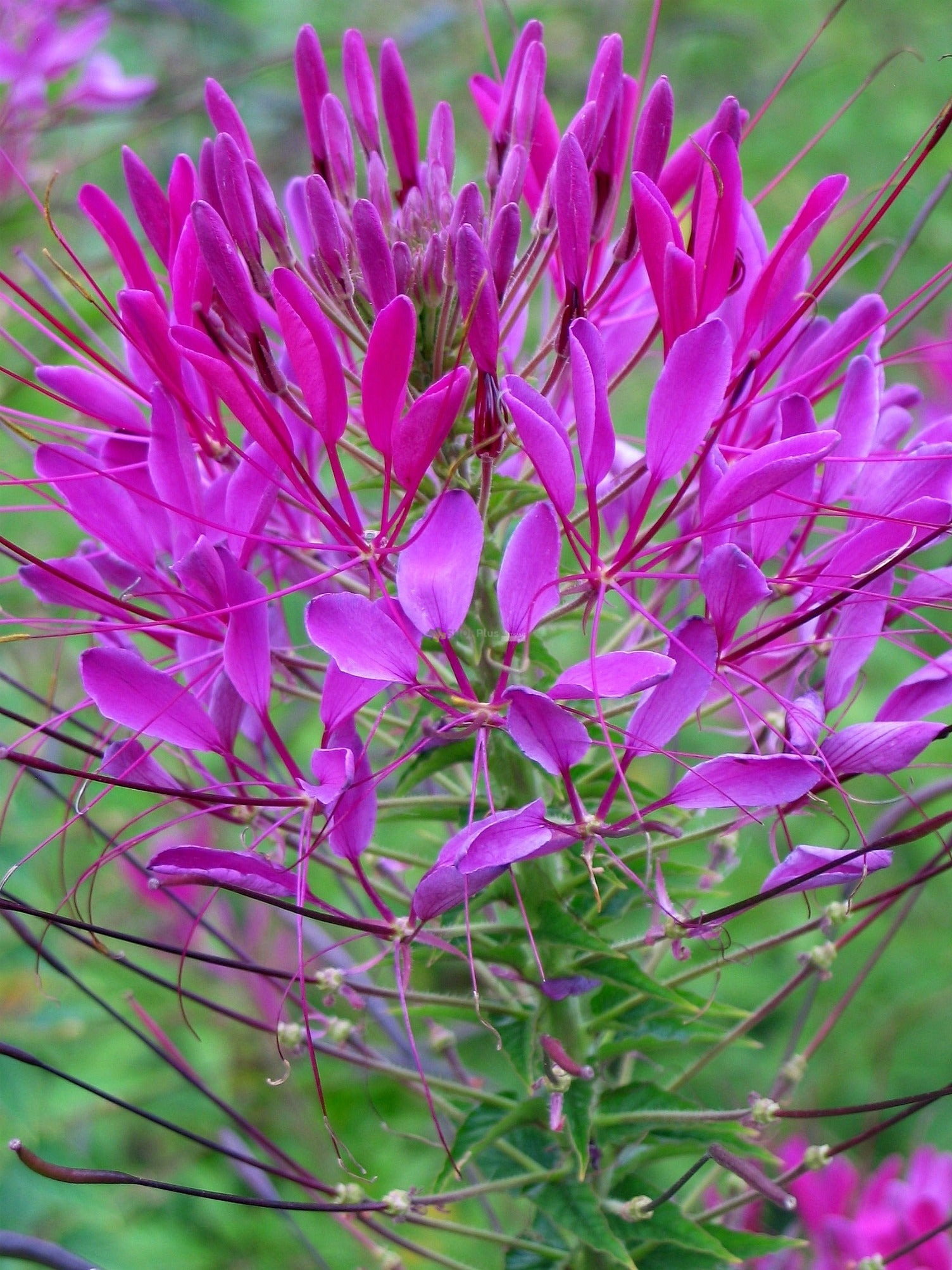 PEMBE KLEOM ���E��*(Cleome Reine Rose)