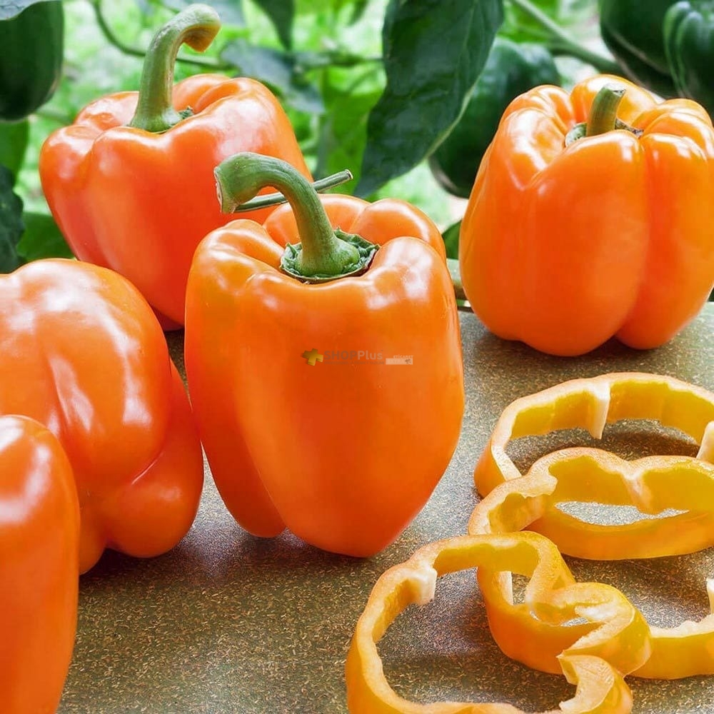 TURUNCU CAL�FORN�A DOLMALIK B�BER